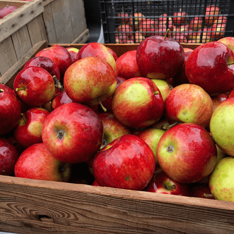 The Hungry Chicken Country Store Hand Picked Apples.